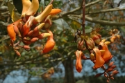 <strong>Erythrina fusca - Ramon, Laurence - 128</strong><br />© Ramon, Laurence
